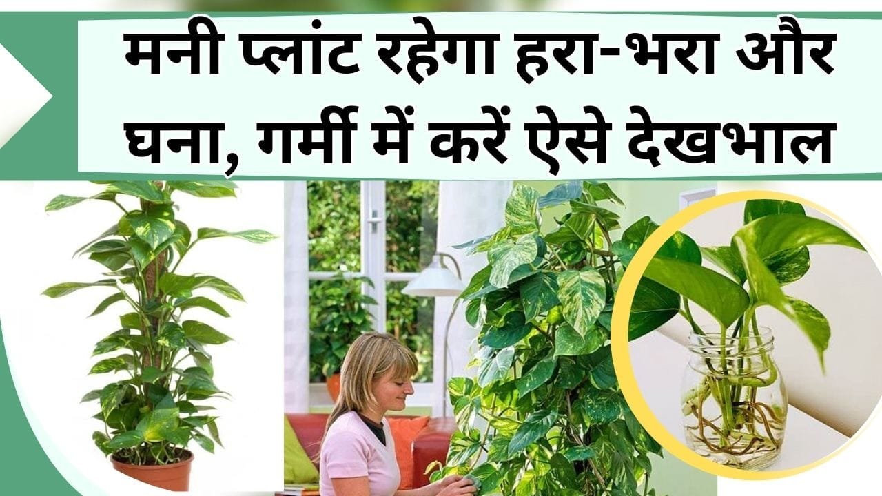 मनी प्लांट रहेगा हरा-भरा और घना, गर्मी में करें ऐसे देखभाल, जानिये मनी प्लांट का पौधा सूखने से कैसे बचाएं