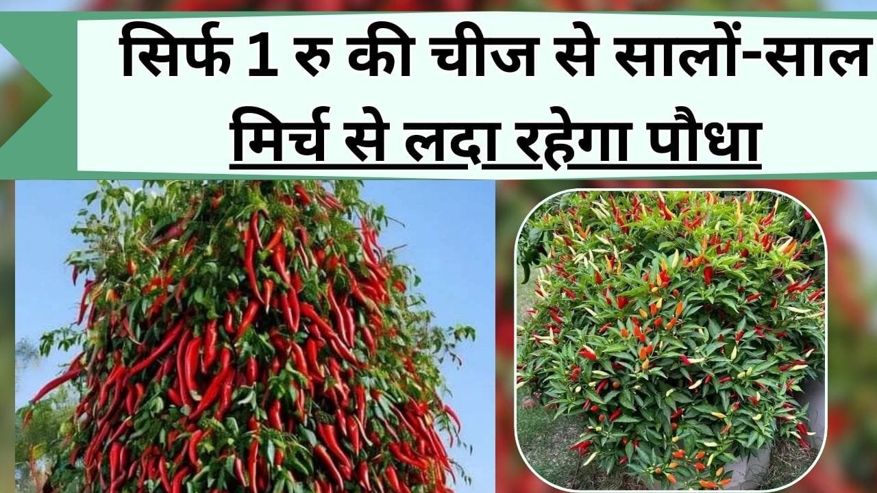 सिर्फ 1 रु की चीज से सालों-साल मिर्च से लदा रहेगा पौधा, ये है देसी असरदार नुस्खा, जानिये मिर्च के पौधे की देखभाल की पूरी जानकारी