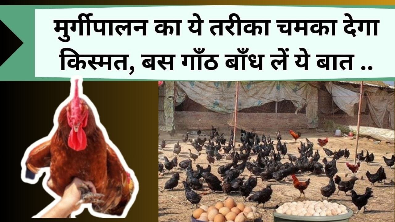 मुर्गीपालन का ये तरीका चमका देगा किस्मत, बस गाँठ बाँध लें ये बात, तरक्की करने से कोई नहीं रोक पायेगा