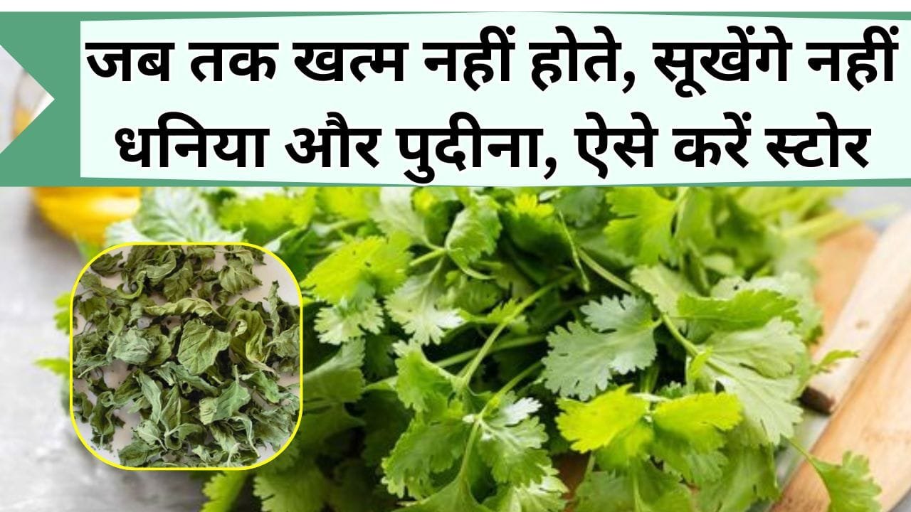 जब तक खत्म नहीं होंगे तब तक सूखेंगे नहीं धनिया और पुदीना, ऐसे करें स्टोर, लंबे समय तक रहेंगे ताजे