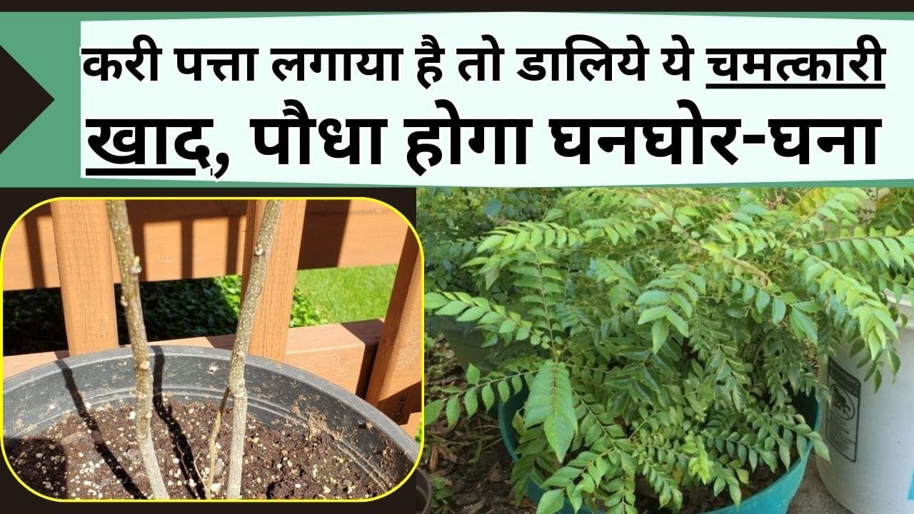 करी पत्ता लगाया है तो डालिये ये चमत्कारी खाद, पौधा होगा घनघोर-घना, फिर पड़ोसियों को बांटना पड़ जाएगा आपको कहां से होगी कमी