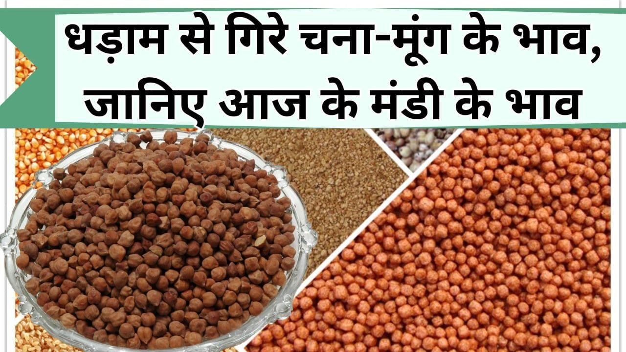 Mandi Bhav: धड़ाम से गिरे चना-मूंग के भाव, यहाँ जानिए आज के मंडी के ताजा आनाज और सब्जियों के भाव