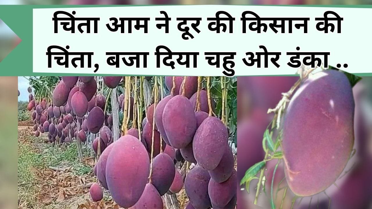 चिंता आम ने दूर की किसान की चिंता, बजा दिया चहु ओर डंका, जानिए कैसे बना और क्या है इसकी खासियत