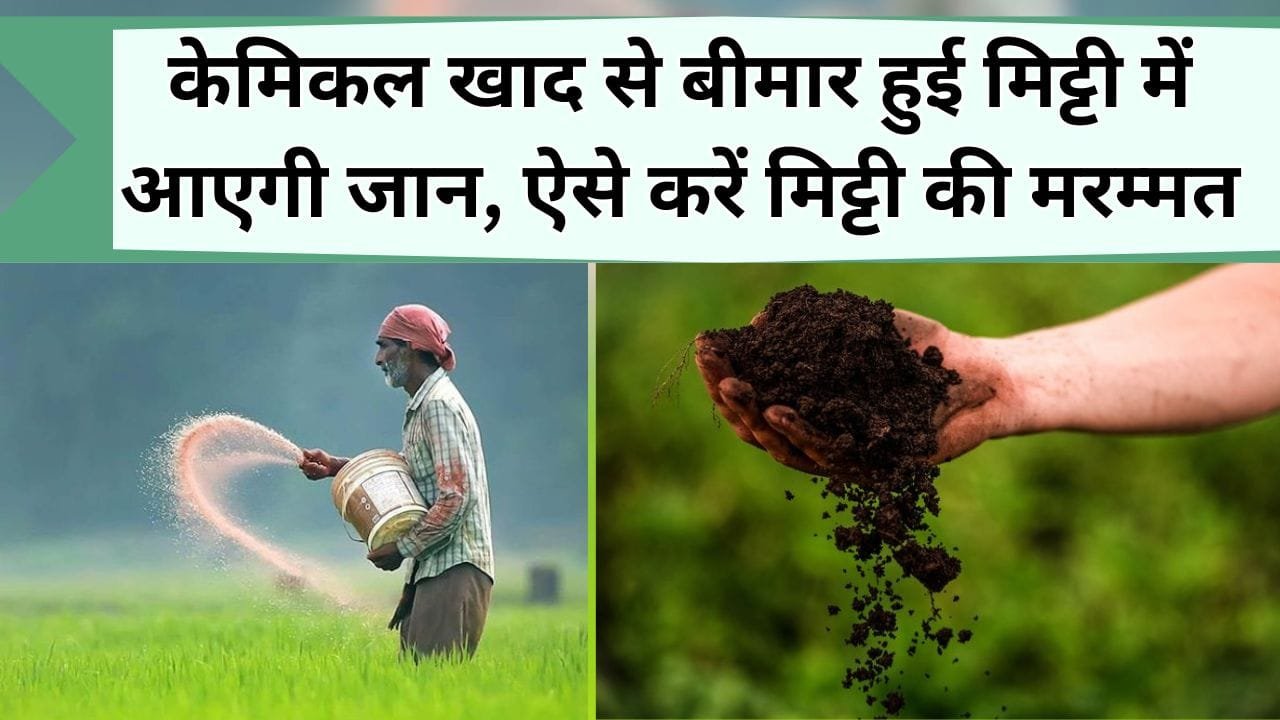 केमिकल खाद से बीमार हुई मिट्टी में आएगी जान, ये है मिट्टी मरम्मत करने का सही तरीका, जानिये अब तक कितनी खराब हो चुकी मिट्टी