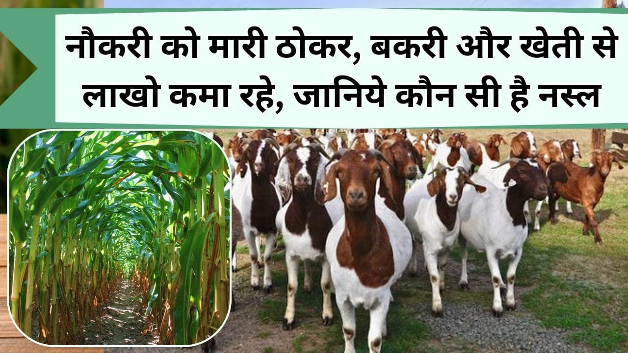 नौकरी को मारी ठोकर, बकरी और खेती से लाखो कमा रहे, जानिये कैसे कर रहे खेती और किस नस्ल की पाली है बकरी
