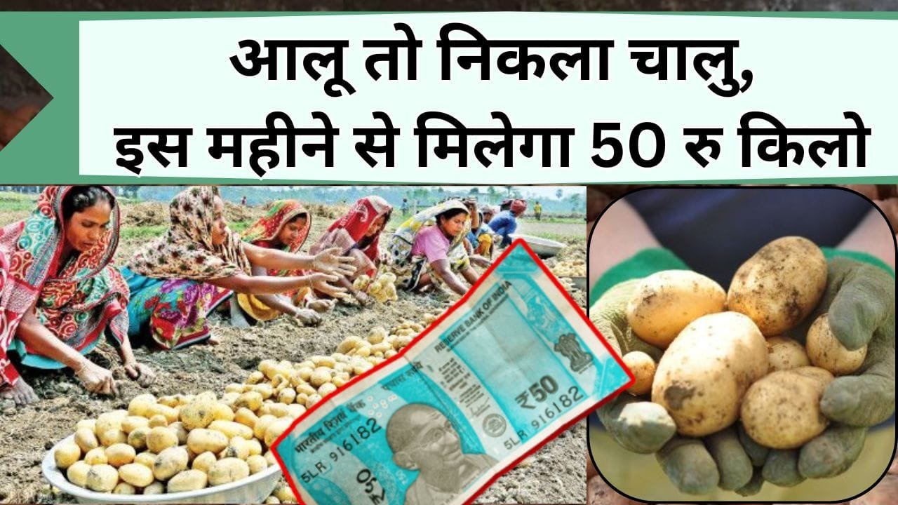 आलू तो निकला चालु, इस महीने से मिलेगा 50 रु किलो आलू, जानिये कब और क्यों महंगा होगा आलू