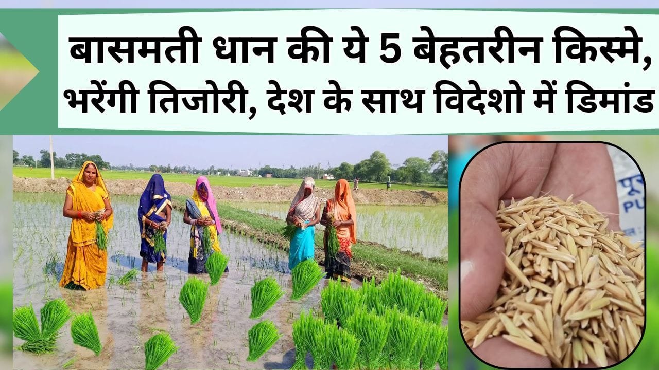 बासमती धान की ये 5 बेहतरीन किस्मे, भरेंगी तिजोरी, देश के साथ विदेशो से मिलेगी दोगुनी कीमत, जानिये नाम और खेती का तरीका