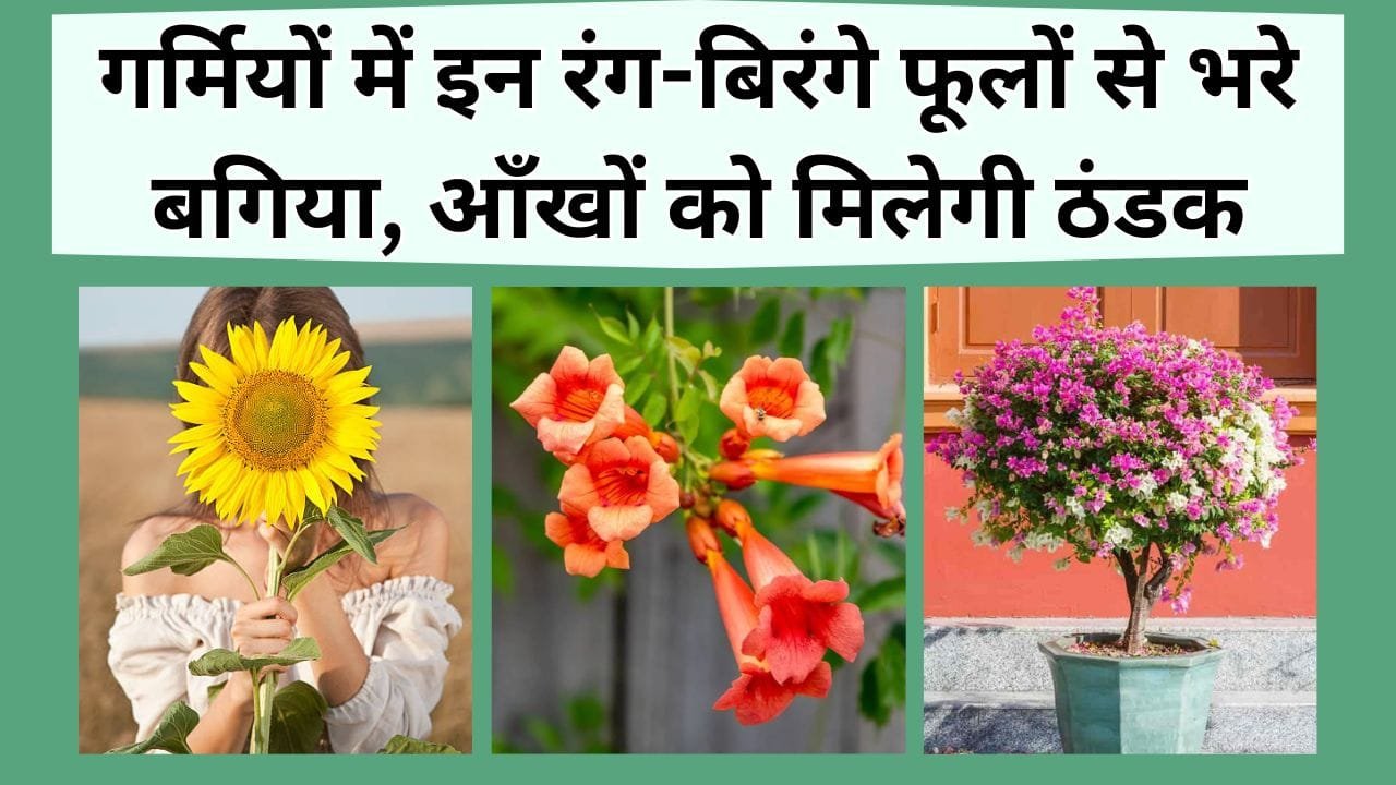गर्मियों में इन रंग-बिरंगे फूलों से भरे बगिया, आँखों को मिलेगी ठंडक, भीषण गर्मी में भी बगिया दिखेगी फूलों से लदी