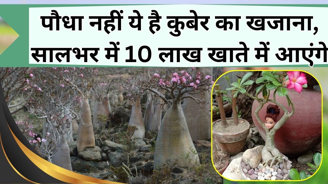 बंजर जमीन में लग जाएगा कुबेर का खजाना ये पौधा, सालभर में 10 लाख खाते में आएंगे, इस पौधे की खेती से बनेंगे धनवान, जानिये कैसे