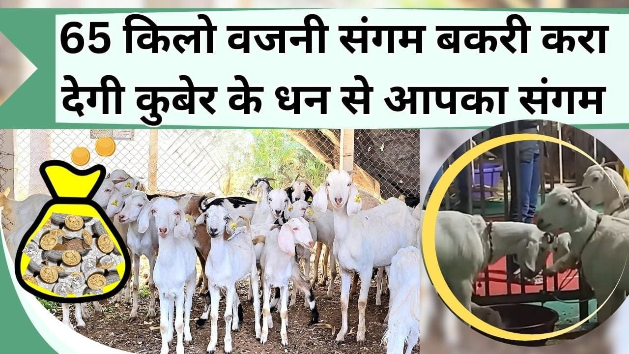65 किलो वजनी संगम बकरी करा देगी कुबेर के धन से आपका संगम, दूध मांस के लिए है बेस्ट यह बकरी, चलिए जाने इसकी कीमत और खासियत