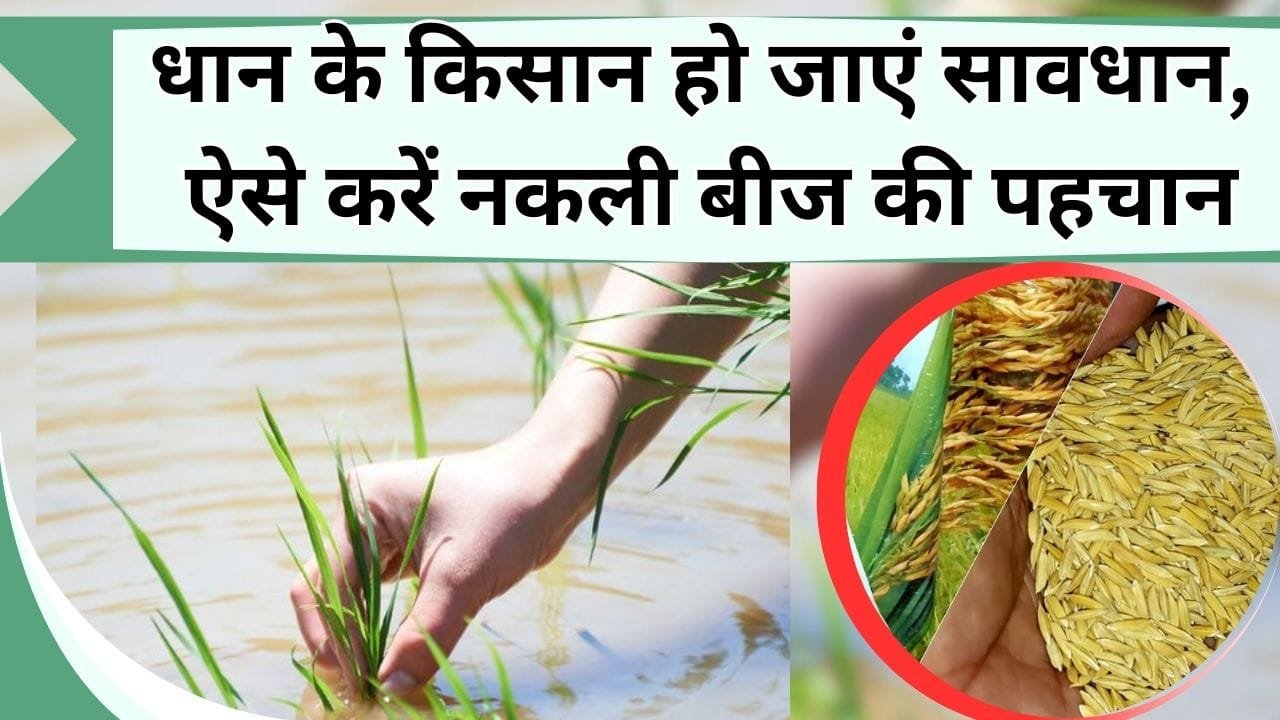 धान के किसान हो जाएं सावधान, ऐसे करें असली और नकली बीज की पहचान, नहीं तो उठाना पड़ेगा भारी घाटा