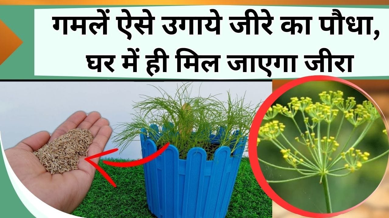 गमलें ऐसे उगाये जीरे का पौधा, घर में ही मिल जाएगा काम भर का जीरा, बाजार से खराब क्वॉलिटी का जीरा लेने की नहीं होगी जरूरत