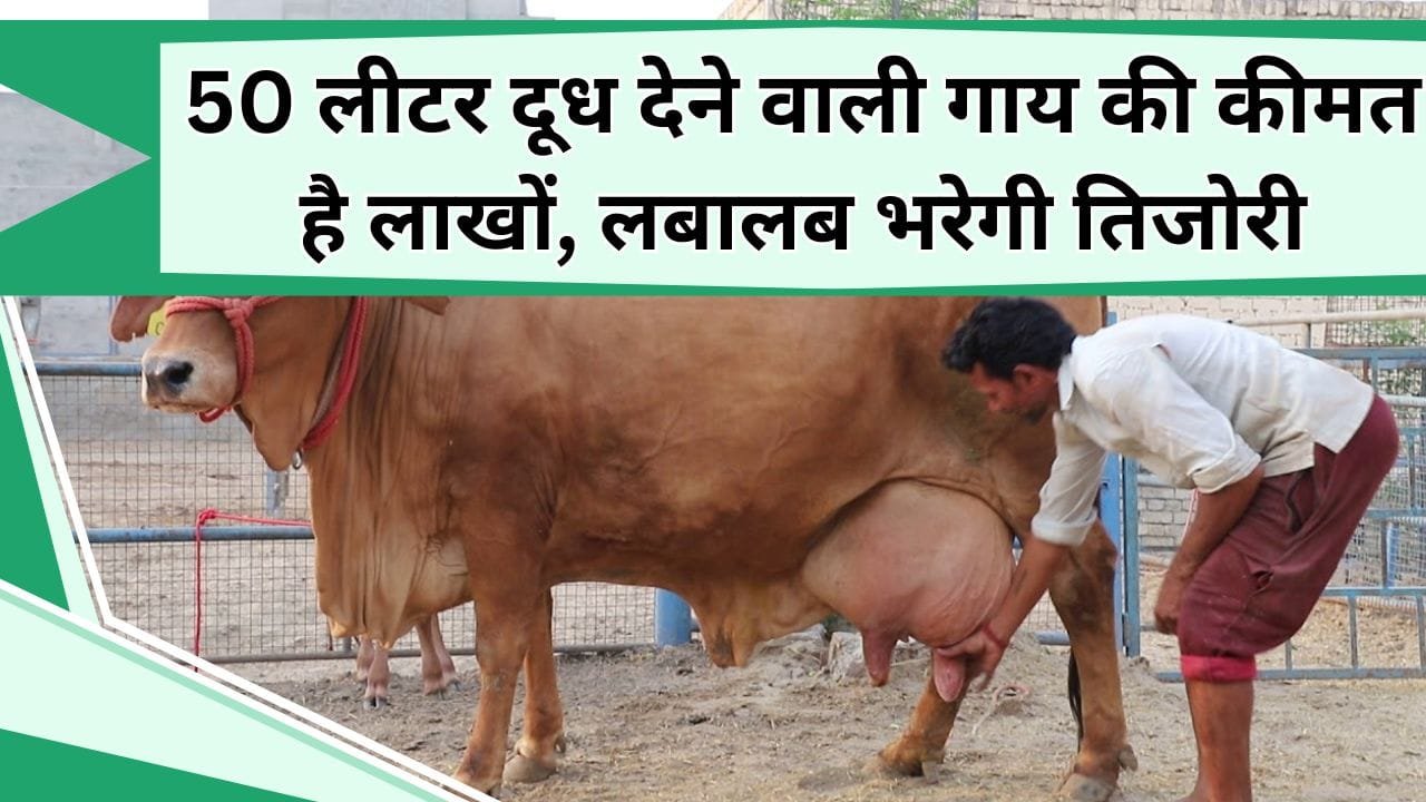50 लीटर दूध देने वाली गाय की कीमत है लाखों, लबालब भरेगी तिजोरी, वैज्ञानिक भी कहते है इसके दूध को सेहतमंद