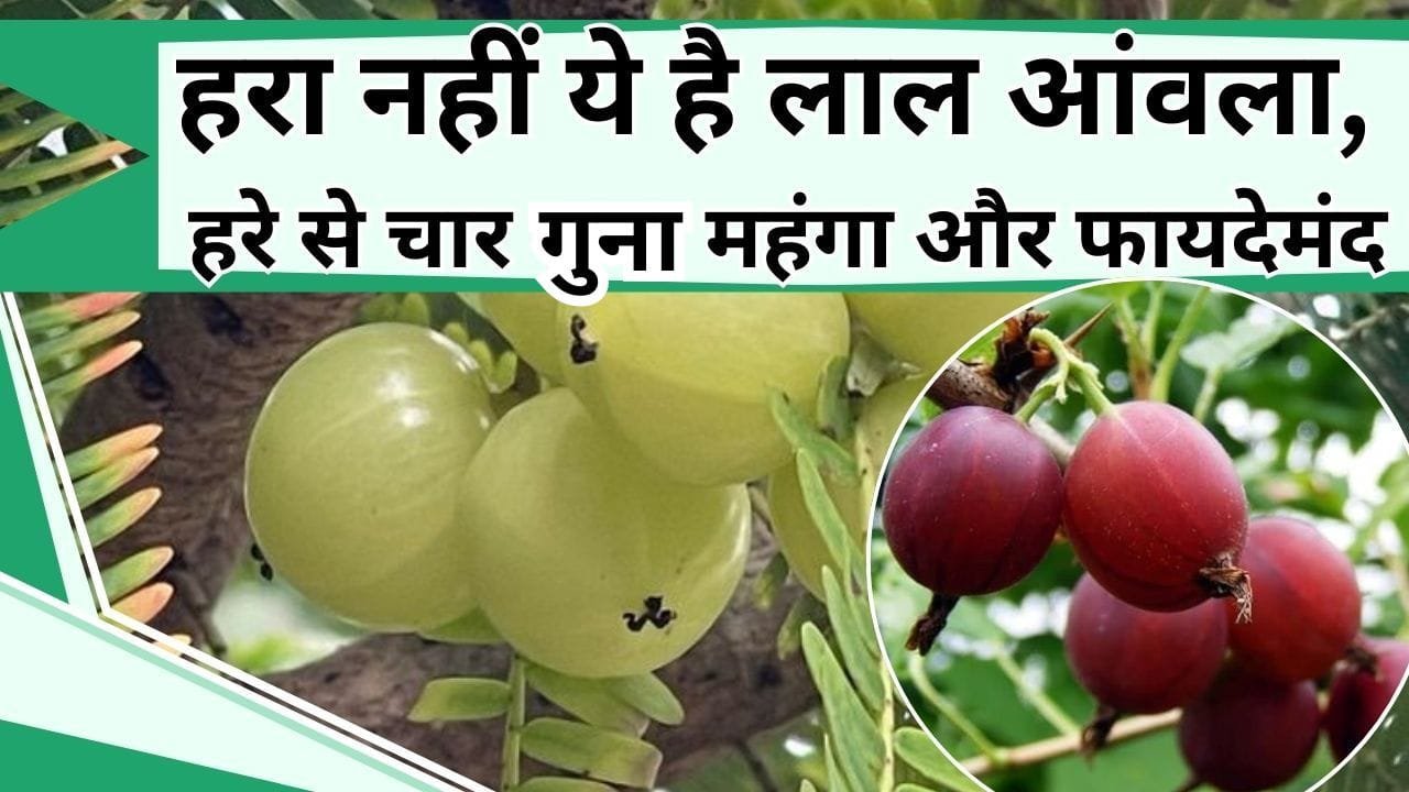 हरा नहीं ये है लाल आंवला, हरे से चार गुना महंगा और फायदेमंद, जानिए इसकी कीमत और इसे खाने से होने वाले फायदे
