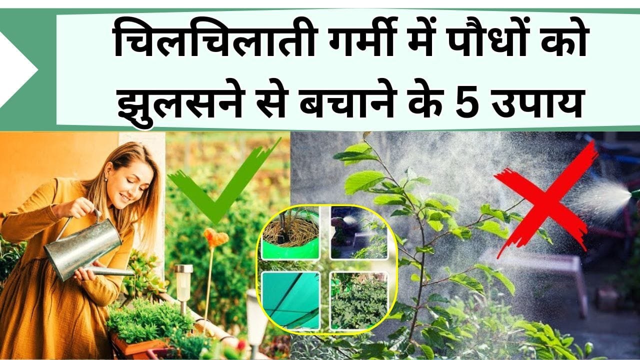 चिलचिलाती गर्मी में पौधों को झुलसने से बचाएं, इन 5 बातों का रखें ध्यान, गर्मियों में बगीचे की हरियाली आंखों को देगी ठंडक