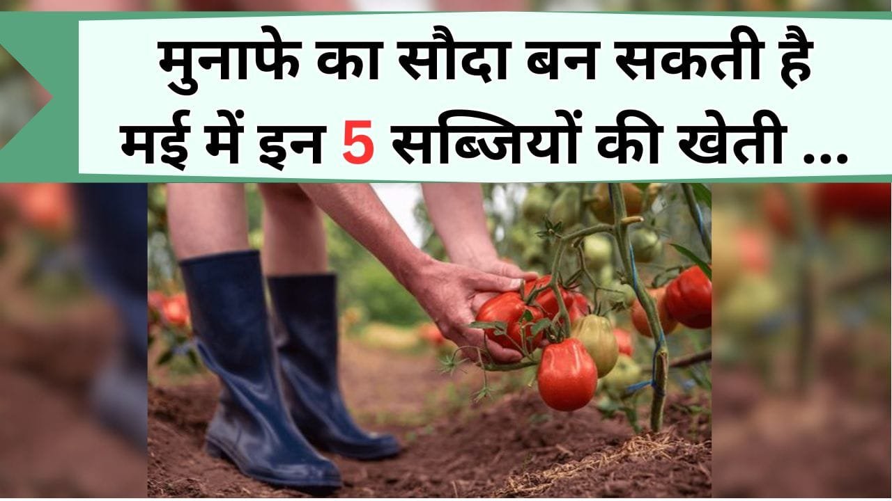 मुनाफे का सौदा बन सकती है मई में इन 5 सब्जियों की खेती, किसानी या किचन गार्डनिंग का शौक है तो जरूर जाने इनके बारें में