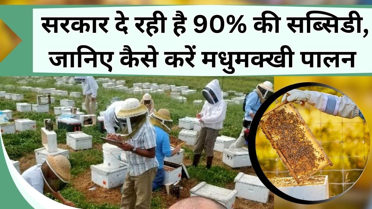मधुमक्खी पालन में कम निवेश में है ज्यादा कमाई, सरकार दे रही है 90% की सब्सिडी, जानिए कैसे करें मधुमक्खी पालन