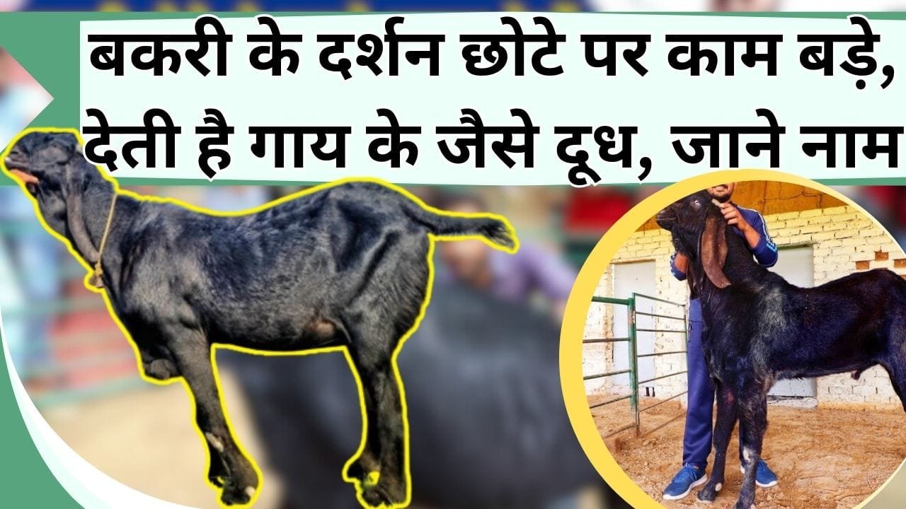बकरी के दर्शन छोटे पर काम बड़े, देती है गाय के जैसे दूध, बकरी पालन के लिए है बेस्ट, होगी दमदार कमाई