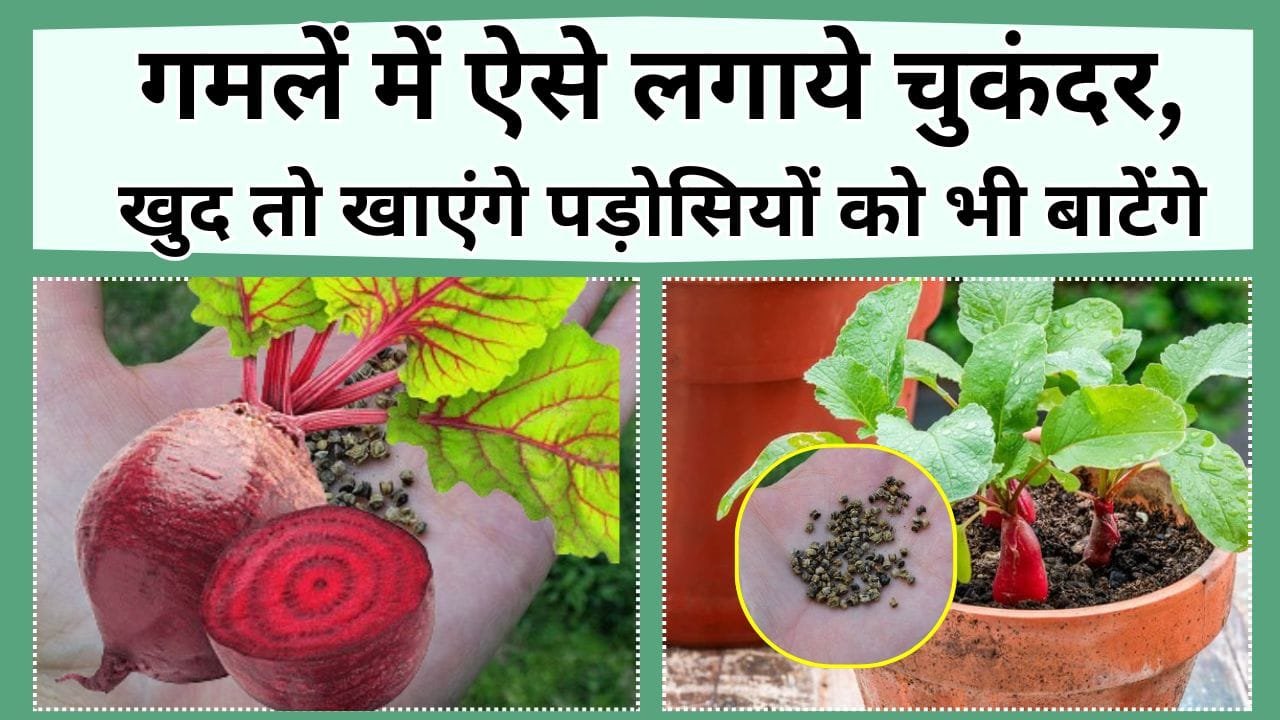 गमलें में ऐसे लगाये चुकंदर, खुद तो खाएंगे पड़ोसियों को भी बाटेंगे, जानिये चुकंदर के बीज लगाने से लेकर निकलने तक की जानकारी