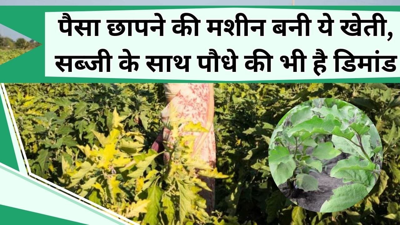 पैसा छापने की मशीन बनी ये खेती, सब्जी के साथ पौधे की भी है डिमांड, खर्चा कम पर कमाई चौगुनी, जानिये कैसे