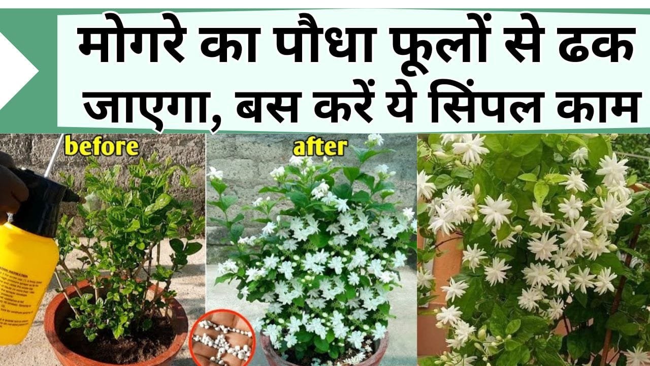 मोगरे का पौधा फूलों से ढक जाएगा, नहीं दिखेंगी एक भी पत्तियाँ, बस करें ये सिंपल काम, सालों-सालों हरा-भरा रहेगा पौधा