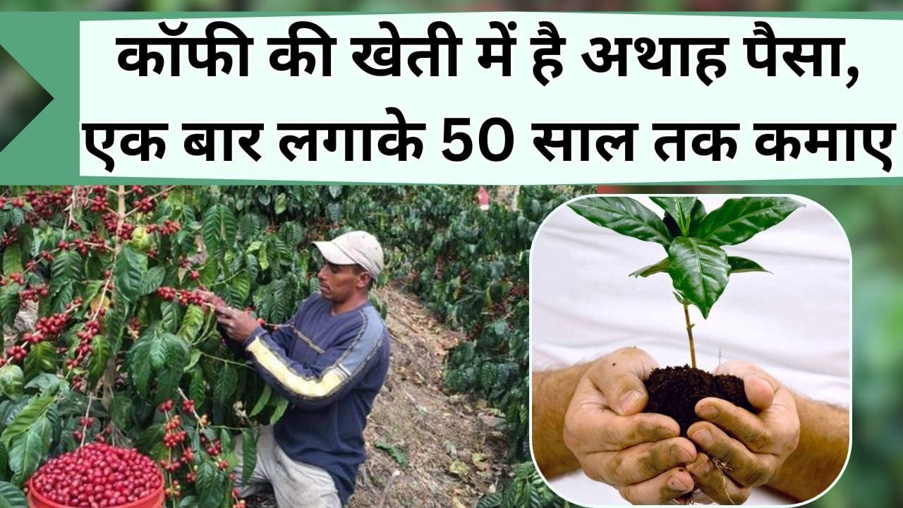कॉफी की खेती में है अथाह पैसा, एक बार लगाए पौधा और 50 साल तक कमाए, जानिये कैसे