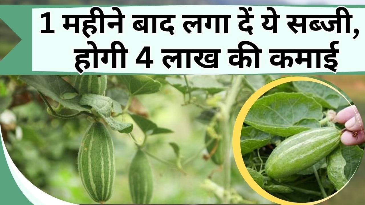 1 महीने बाद लगा दें ये सब्जी, होगी 4 लाख की कमाई, जानिए कितने हजार का आएगा खर्चा