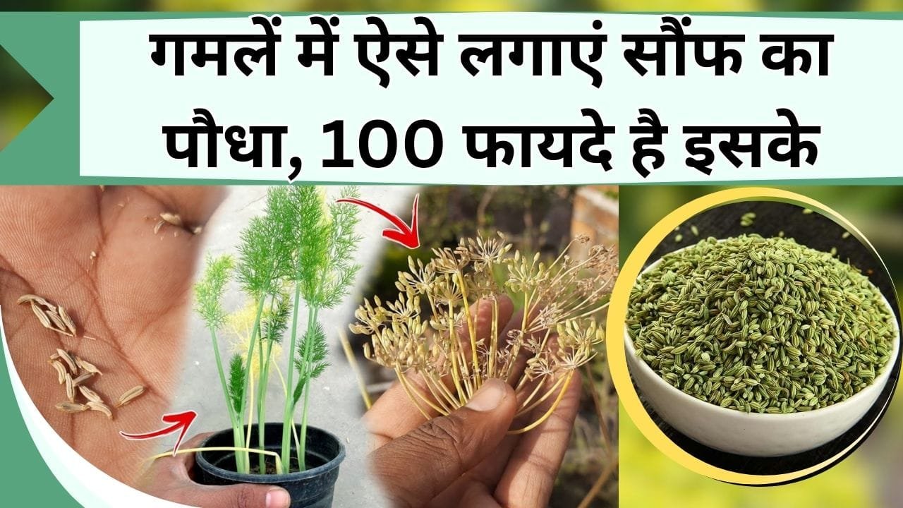 गमलें में ऐसे लगाएं सौंफ का पौधा, 100 फायदे है इसके, बाजार से खरीदने की झंझट होगी खत्म