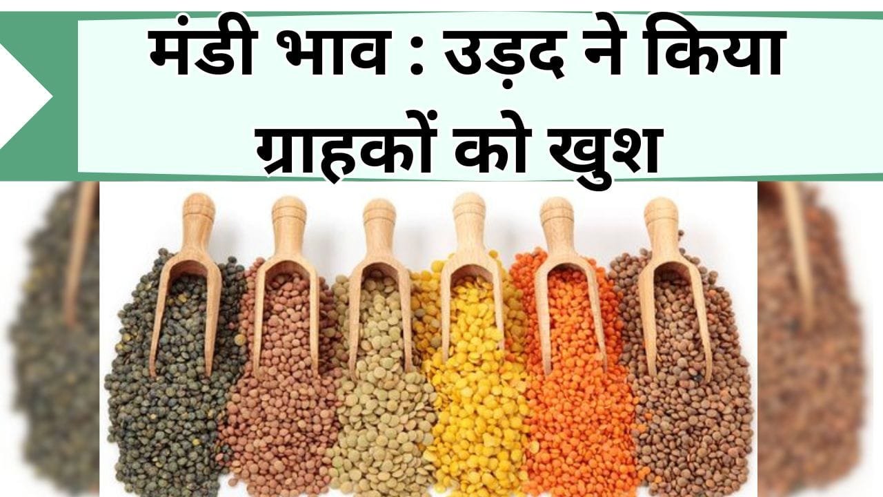 मंडी भाव : उड़द ने किया ग्राहकों को खुश, मूंग दाल के बढे भाव, चलिए जानें आज के इंदौर मंडी अनाज के ताजा भाव