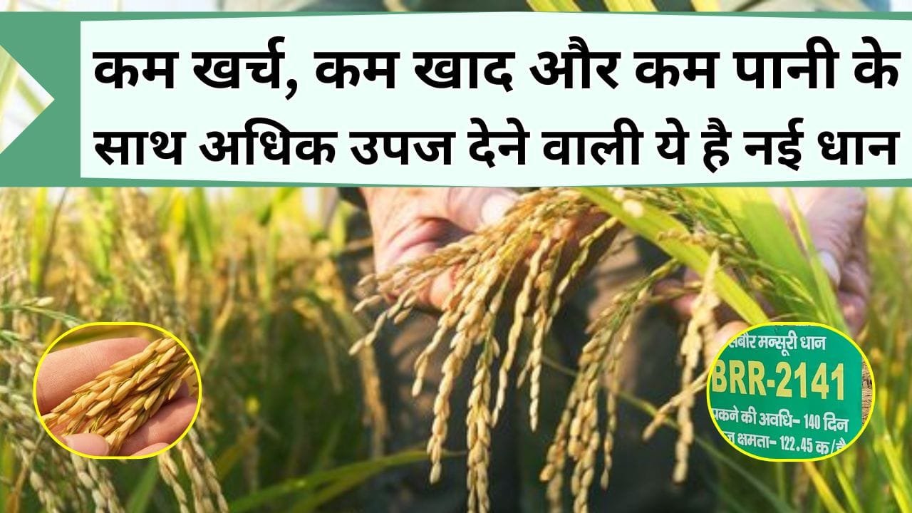 कम खर्च, कम खाद और कम पानी के साथ अधिक उपज देने वाली ये है नई मंसूरी धान, जानिये इस धान की पूरी जानकारी