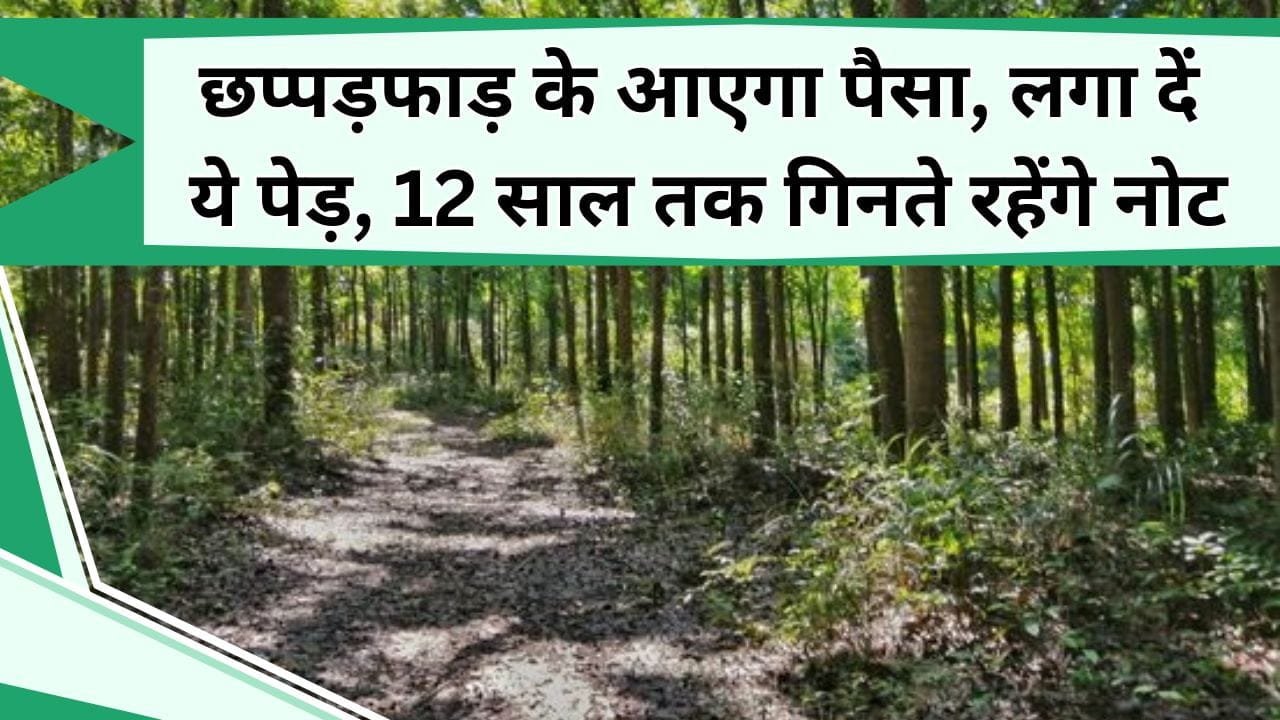 छप्पड़फाड़ के आएगा पैसा, लगा दें ये पेड़, 12 साल तक गिनते रहेंगे नोट, हो जाएंगे करोड़ों रुपए के मालिक