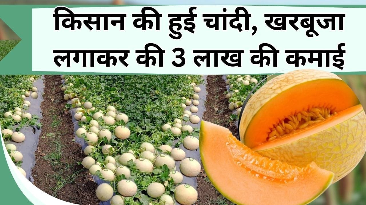 किसान की हुई चांदी, खरबूजा लगाकर की 3 लाख की कमाई, जानिये कितने एकड़ में लगाया और कितना आया खर्चा