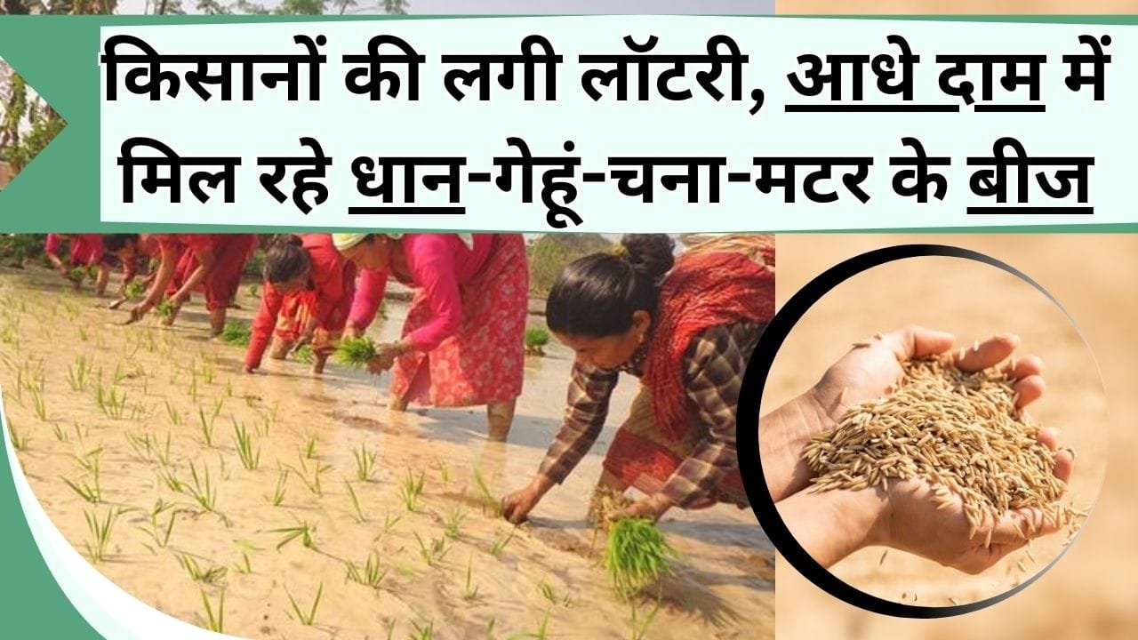 किसानों की लगी लॉटरी, आधे दाम में मिल रहे धान-गेहूं-चना-मटर के बीज, जानिए क्या है बीज सब्सिडी योजना और कैसे मिलेगा लाभ