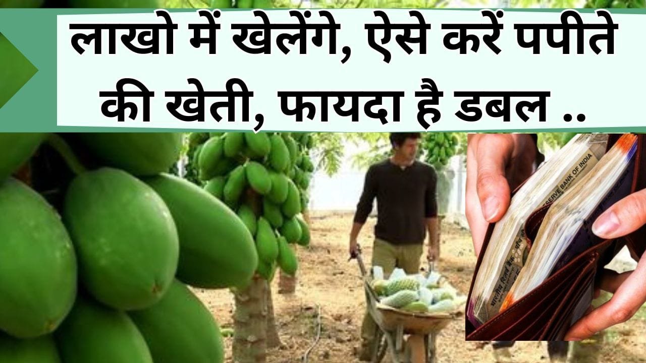 लाखो में खेलेंगे, ऐसे करें पपीते की खेती, फायदा है डबल, जानिये पपीते की खेती का सही तरीका