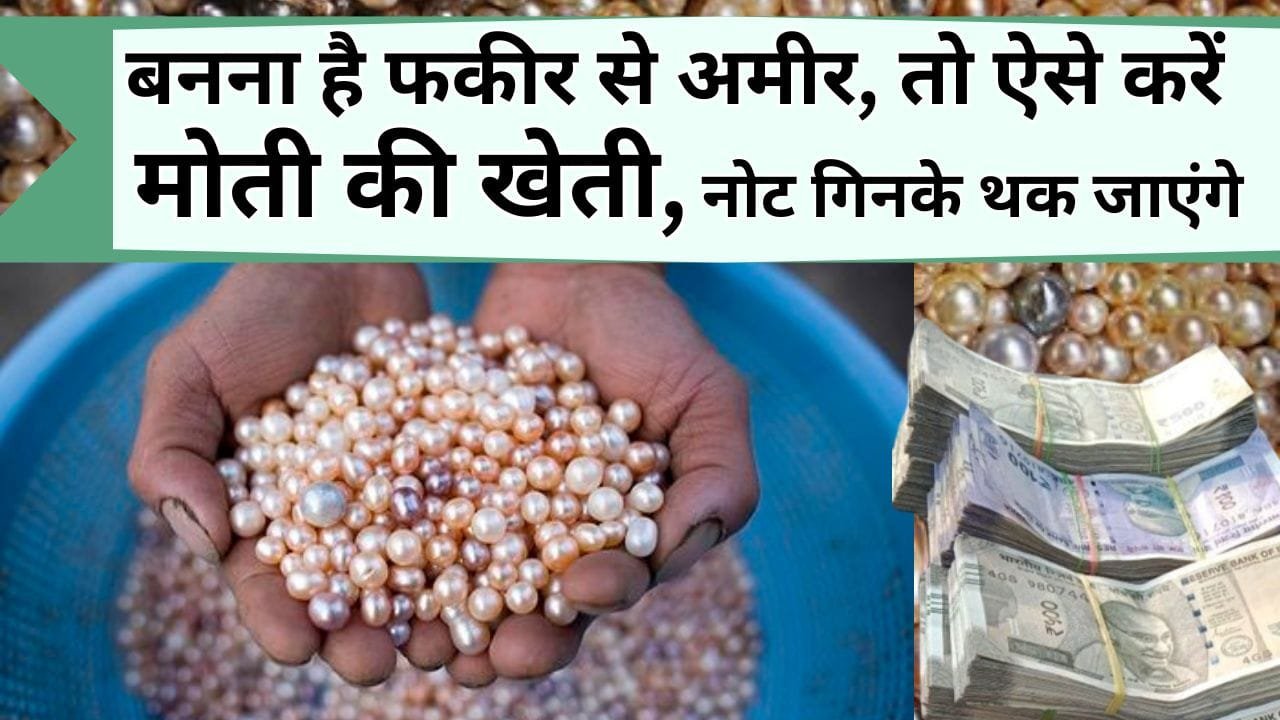 बनना है फकीर से अमीर, तो ऐसे करें मोती की खेती, नोट गिनते-गिनते थक जाएंगे हाथ, यहां जाने मोती की खेती के बारे में पूरी जानकारी