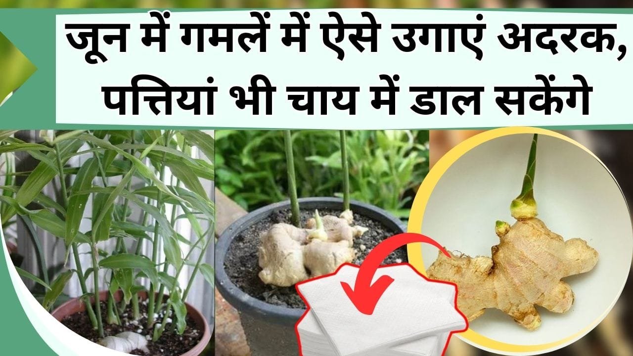 जून में गमलें में ऐसे उगाएं अदरक, पत्तियां भी चाय में डाल सकेंगे, चलिये जानें गमलें अदरक लगाने का सही और आसान तरीका