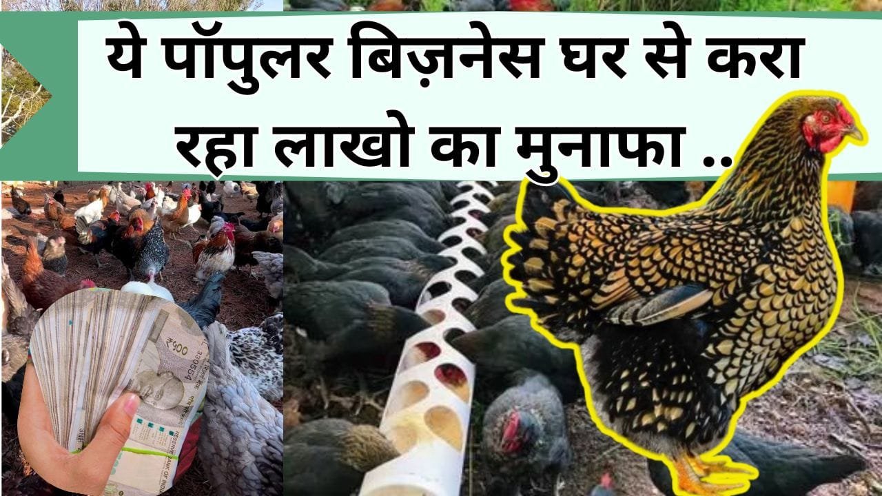 ये पॉपुलर बिज़नेस घर से करा रहा लाखो का मुनाफा, जानिये कैसे करें मुर्गी पालन का तगड़ी कमाई वाला बिज़नेस