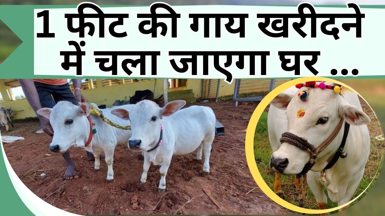 1 फीट की गाय खरीदने में चला जाएगा घर, बड़ी गायों से भी ज्यादा फायदेमंद है इसका दूध, जानिए कीमत और खासियत