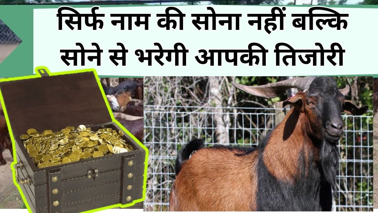 सिर्फ नाम की सोना नहीं बल्कि सोने से भरेगी आपकी तिजोरी, करिये इस बकरी का पालन होगी नोटों की बारिश