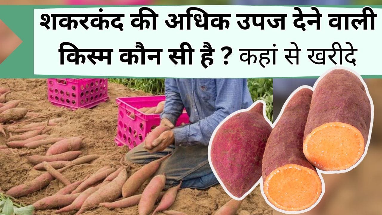 साल-भर छापना है पैसा तो शकरकंद की ये किस्म करेगी मदद, इसकी खेती से होगी तगड़ी कमाई, जानिये घर बैठे कहाँ से खरीदें बीज