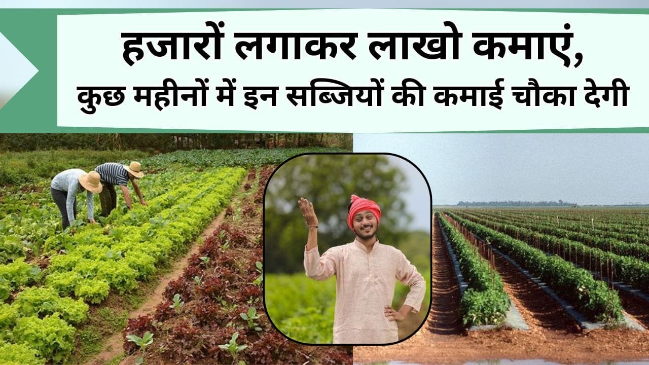 हजारों लगाकर लाखो कमाएं, साल के कुछ महीने एक साथ लगा दें ये सब्जी, कमाई देख चौक जाएंगे आप, जानिये किसान की सफलता की कहानी