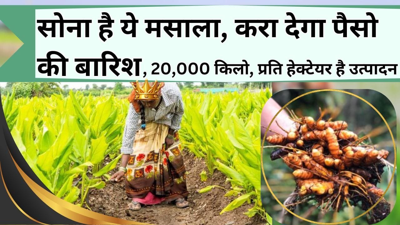 सोना है ये मसाला, खेती से होगी पैसो की बारिश, ऐसे करें खेती, प्रति हेक्टेयर 20 हजार किलो की पैदावार संभले नहीं संभलेगी