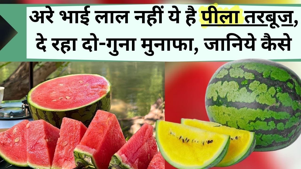अरे भाई लाल नहीं ये है पीला तरबूज, दे रहा दो-गुना मुनाफा, जानिये आप भी कैसे हो सकते है मालामाल