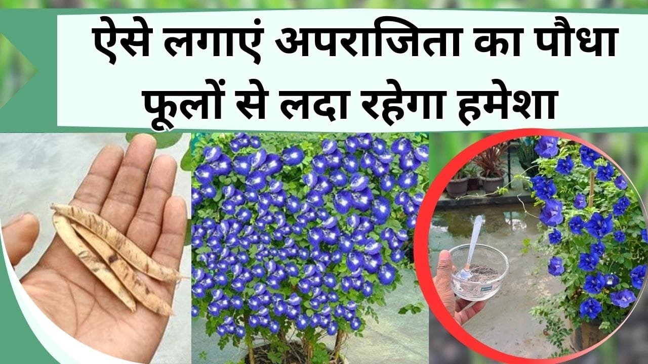 ऐसे लगाएं अपराजिता का पौधा फूलों से लदा रहेगा हमेशा, बगिया में लगेगा चार-चाँद, जानिये अपराजिता उगाने और इसकी देखभाल की पूरी जानकारी