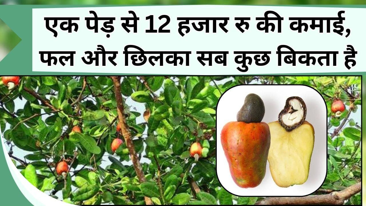 एक पेड़ से 12 हजार रु की कमाई, फल के साथ छिलके की भी है डिमांड, साल भर देश के कोने-कोने से मिलेगा आर्डर