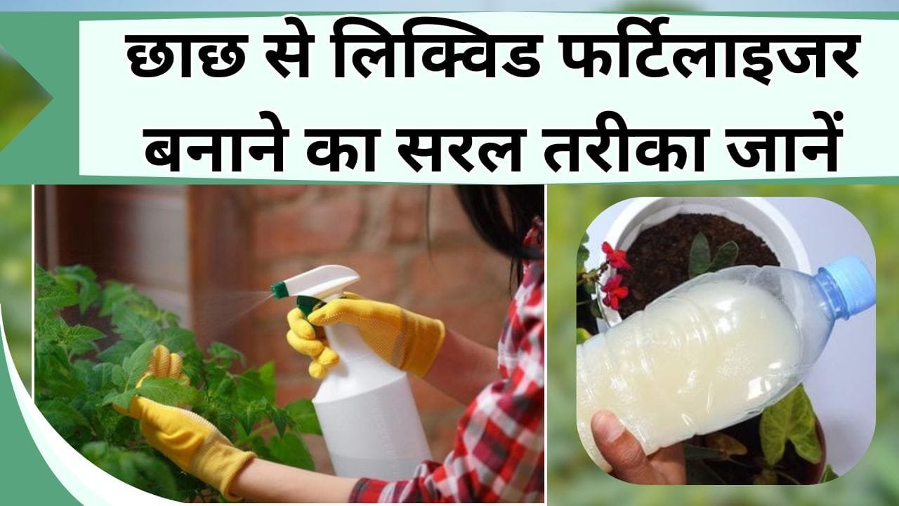 छाछ से बनती है बढ़िया खाद, पौधों का रखे फ्री में ख्याल, जानिये छाछ से लिक्विड फर्टिलाइजर बनाने का सरल तरीका