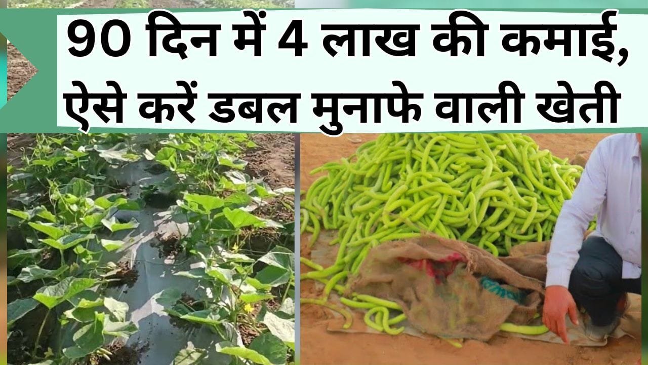 90 दिन में 4 लाख की कमाई, ऐसे करें डबल मुनाफे वाली खेती, कम निवेश में होंगे धनी