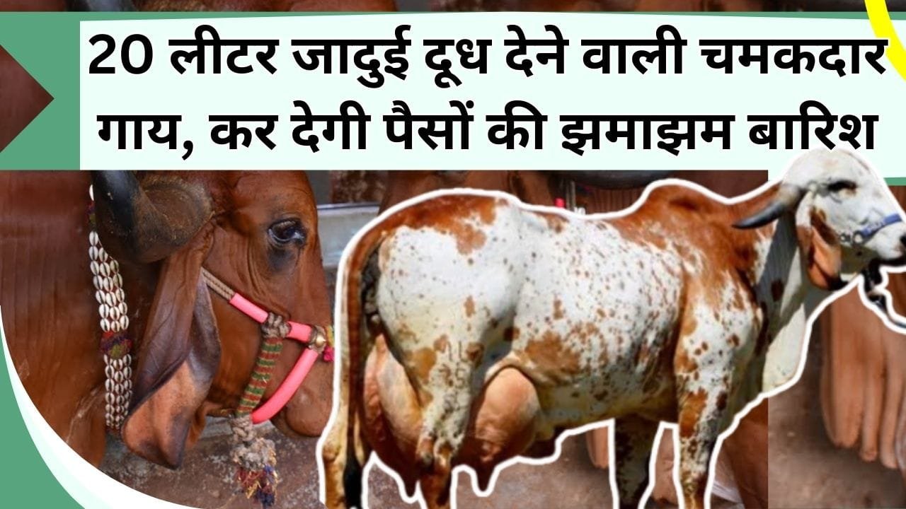 20 लीटर जादुई दूध देने वाली चमकदार गाय, कर देगी पैसों की झमाझम बारिश, जानिए इसकी कीमत और खासियत