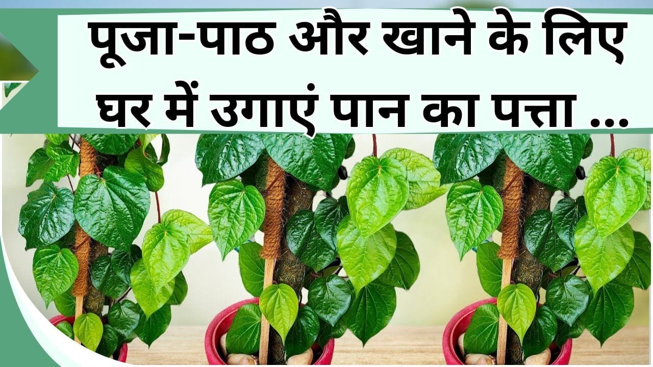 पूजा-पाठ और खाने के लिए घर में उगाएं पान का पत्ता, ये है सबसे आसान तरीका, जानिये गमलें में पान का पत्ता कैसे लगाएं