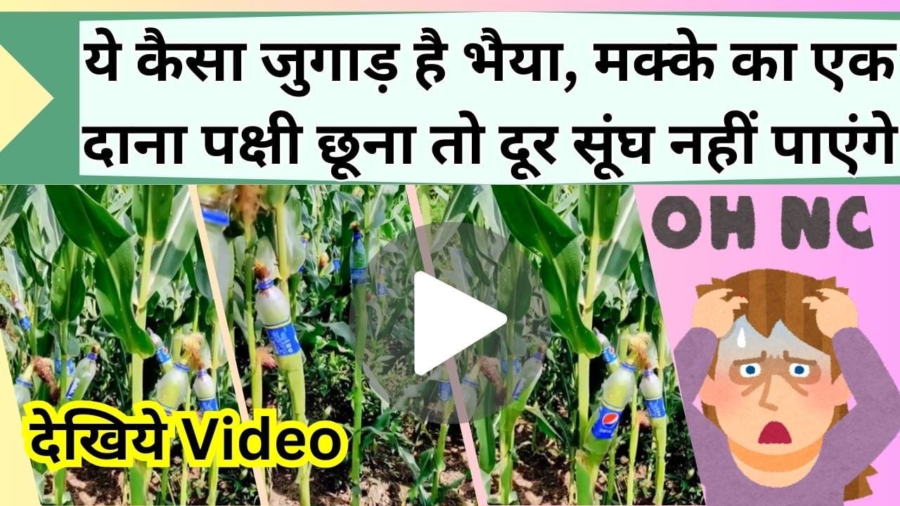 मक्के का एक दाना पक्षी छूना तो दूर सूंघ भी नहीं पाएंगे, किसान का जुगाड़ देख अच्छे-अच्छो का चकराया दिमाग, देखें Video में आप भी